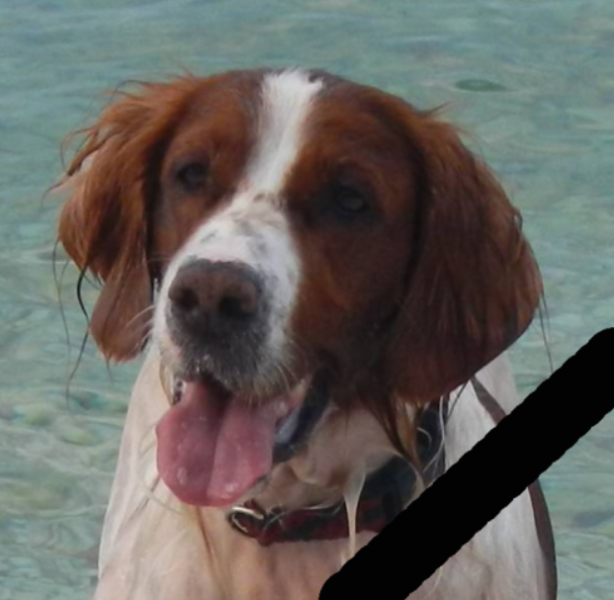 aila-pate.png aila-pate.png